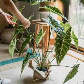 Artificial Faux Alocasia Plant In Pot 31 Tall