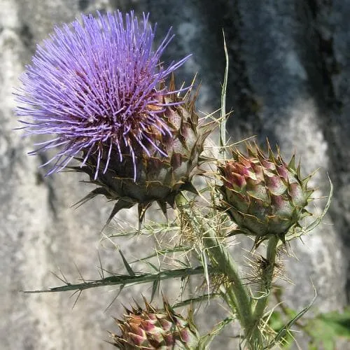 Cynara cardunculus - Cardoon