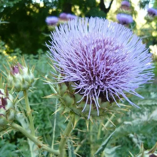 Cynara cardunculus - Cardoon