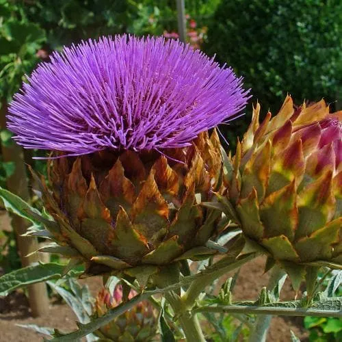 Cynara cardunculus - Cardoon