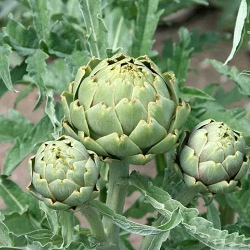 Cynara cardunculus - Cardoon