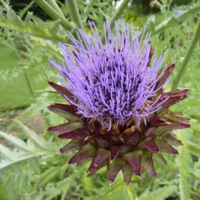 Cynara cardunculus - Cardoon