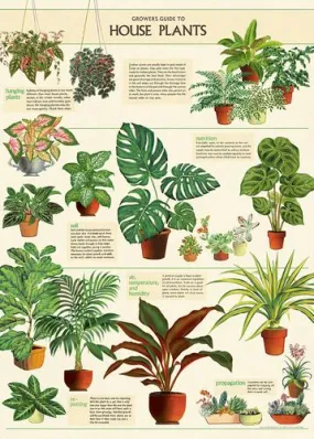  House Plant  Poster