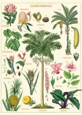  Tropical Plant  Poster